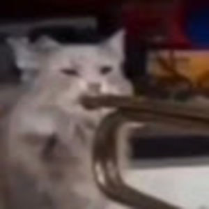 Meet your Posher, Bruce